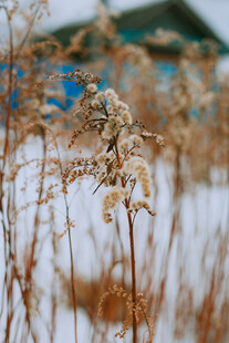 雪后枯萎植物特写