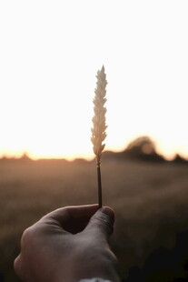 夕阳下手握纤细草茎