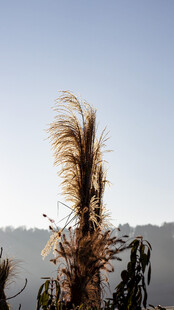夕阳下的芦苇摇曳生姿
