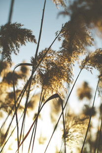 夕阳下的芦苇摇曳生姿