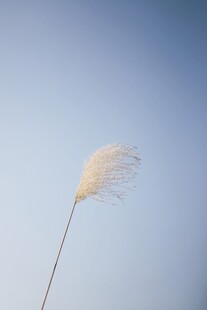 蓝天中的单株白色蒲苇