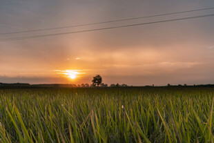 夕阳下的广袤稻田美景
