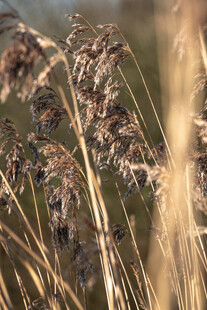 秋日芦苇随风摇曳