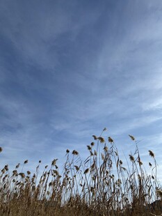 蓝天之下的蓬勃野草