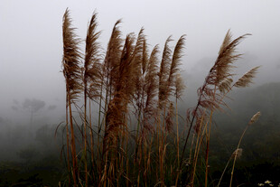 雾中摇曳的芦苇