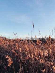 秋日芦苇荡美景