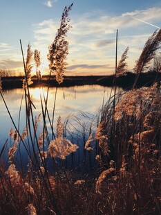 夕阳下湖畔的芦苇美景