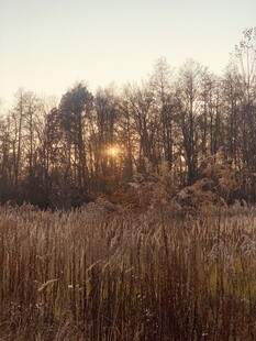 夕阳下的芦苇与树林
