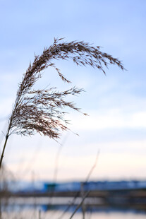 风中芦苇