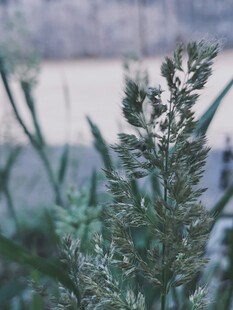 水边的翠绿植物