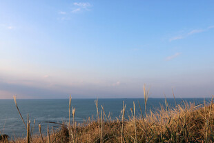 海边草景