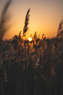 夕阳下的芦苇美景