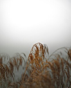 雾中萧瑟芦苇