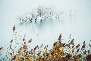 雾霭中的枯树与岸边芦苇