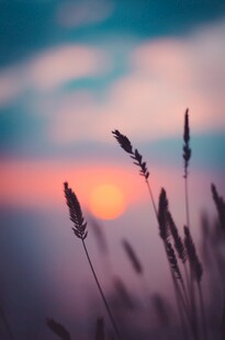 夕阳下的野草剪影