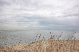 海边芦苇与辽阔海面景象