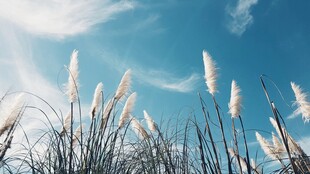 蓝天之下的白色芦苇