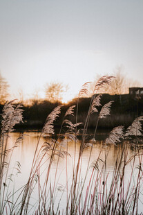 湖畔芦苇映夕阳美景