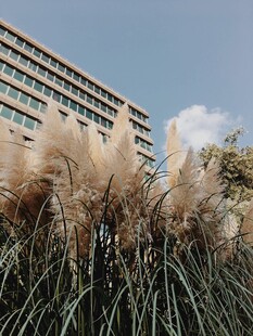 高楼前的蓬松芦苇景观