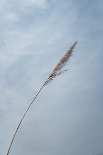 风中摇曳的单株芦苇