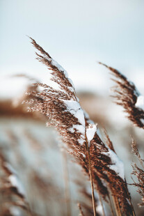 雪覆芦苇荡