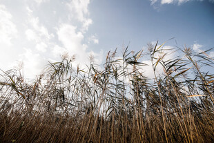 蓝天白云下的芦苇丛