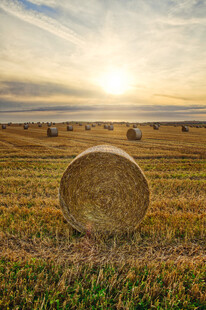 田野中的金色干草堆