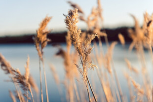湖畔摇曳的金黄芦苇