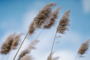 风中摇曳的蓬松芦苇