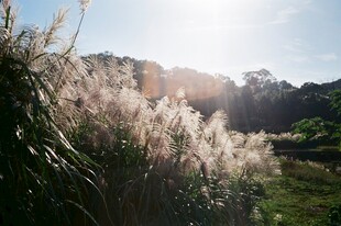 阳光下摇曳的美丽芦苇丛