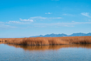 宁静水域旁的芦苇与远山