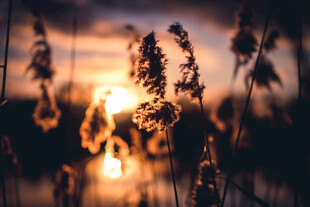 夕阳下的芦苇美景