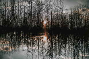 黄昏湖畔枯树倒影景色