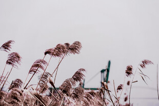 风中摇曳的粉色芦苇