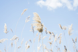 蓝天之下的摇曳芦苇