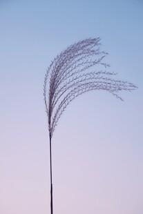 风中摇曳的轻柔蒲苇