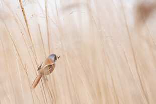 芦苇丛中的小鸟