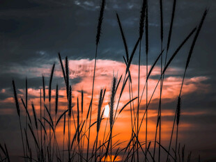 夕阳下的芦苇剪影美景
