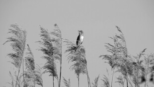 芦苇丛中鸟栖息