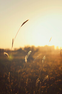 夕阳下的摇曳野草