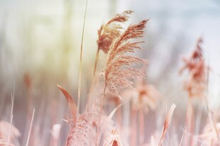 秋日芦苇