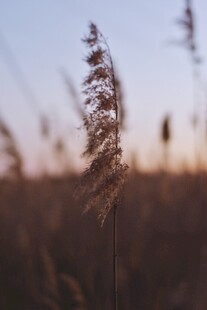 夕阳下的摇曳芦苇