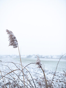 冬日芦苇雪景