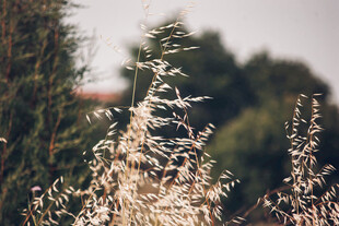 阳光下的蓬松野草