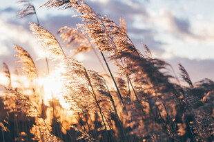 夕阳下摇曳的芦苇美景