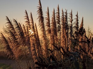 夕阳下的蒲苇