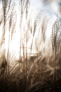 夕阳下摇曳的芦苇