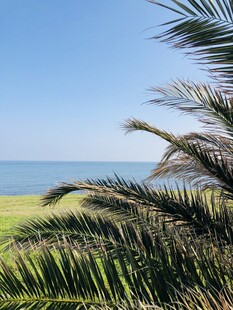 海边棕榈树景观