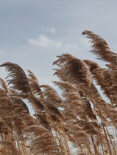 风中摇曳的金黄芦苇
