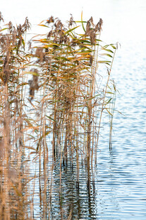 水中芦苇与栖息小鸟